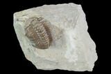 Bargain, Paciphacops Trilobite - Oklahoma #94831-1